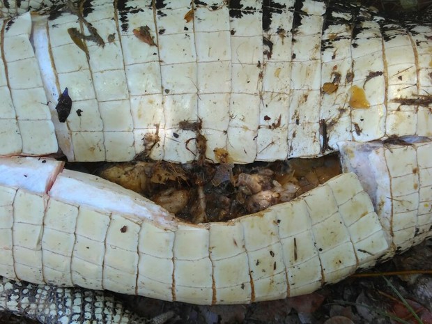 Cabelo e tecido humano encontrados (Crédito: João Nilson)