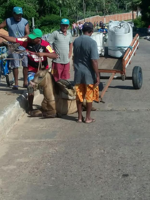 Animal ficou preso em buraco aberto na ponte (Crédito: Reprodução)