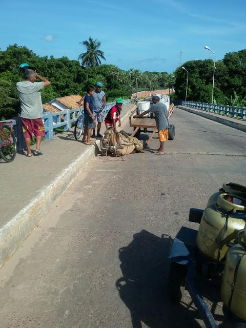 Animal ficou preso em buraco aberto na ponte (Crédito: Reprodução)