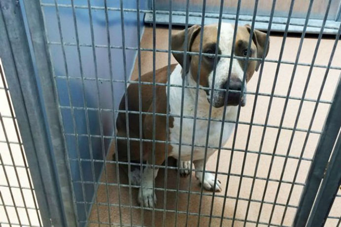 Cachorro poderá ser sacrificado