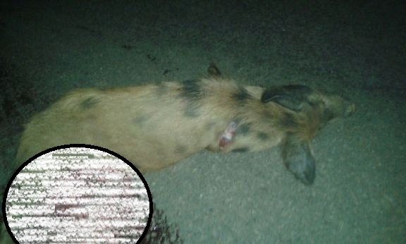 Animal morreu na hora (Crédito: Reprodução)