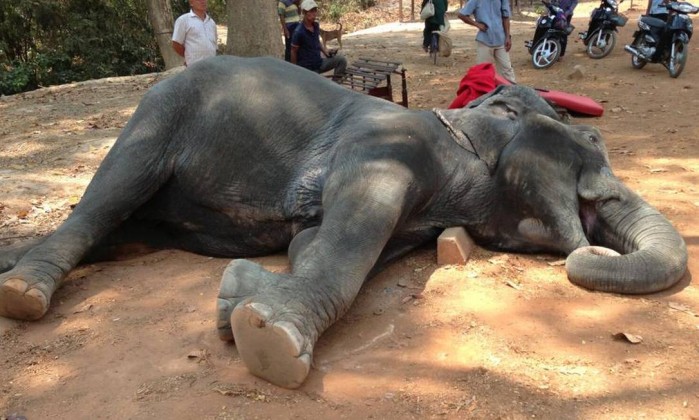Elefante morto (Crédito: Divulgação)