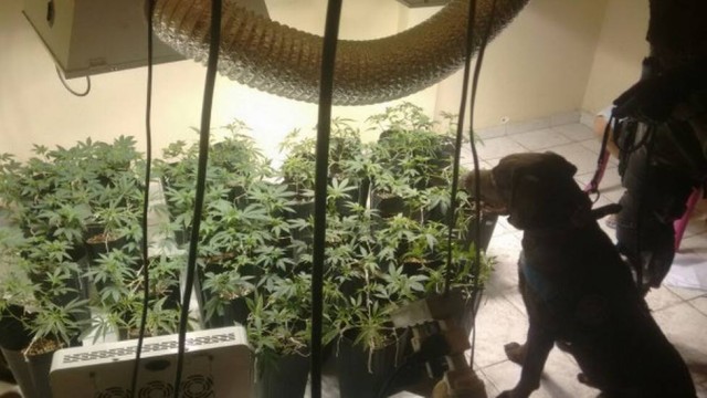 Labrador encontra estufa de plantações de maconha em favela (Crédito: Reprodução)