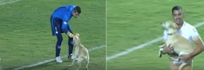 Cachorro correu, brincou mas foi pego (Crédito: Reprodução)