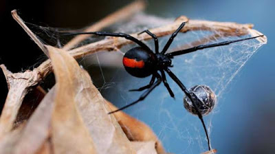 Homem foi picado por aranha em seu órgão genital