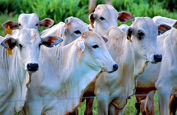 Em 2015, 727.832 animais foram movimentados com Guias de Trânsito Animal (GTAs)