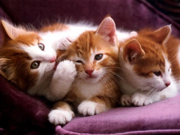 Animais adotados em pares (Crédito: Reprodução)