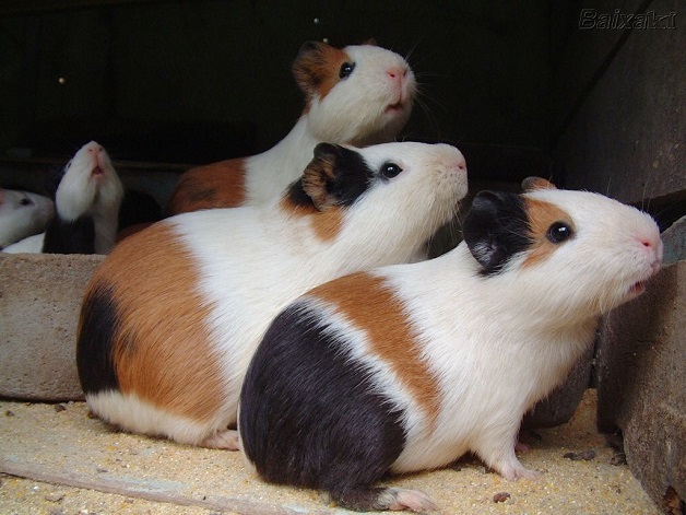 Animais adotados em pares (Crédito: Reprodução)