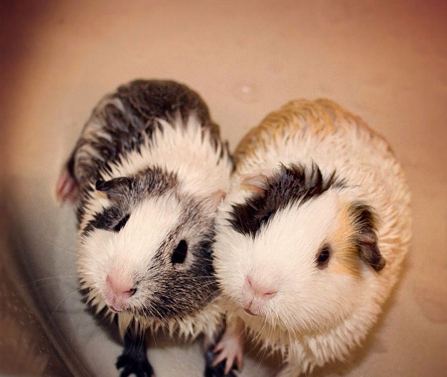Animais adotados em pares (Crédito: Reprodução)