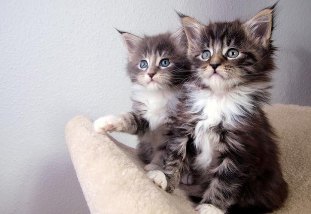 Animais adotados em pares (Crédito: Reprodução)