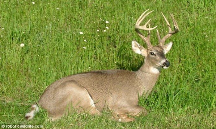 Animais robôs parecem seres vivos