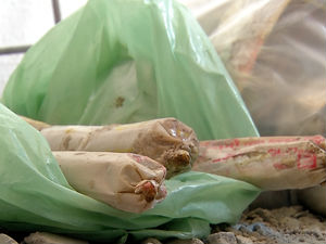Polícia encontra mais de R$100 mil enterrados em casa (Crédito: Reprodução)