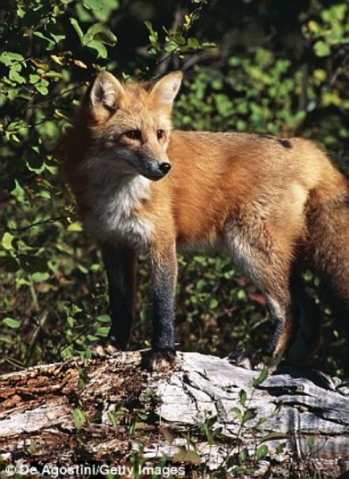 Animais robôs parecem seres vivos
