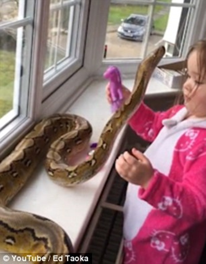 Nas imagens, menina aparece abraçando e brincando com a cobra