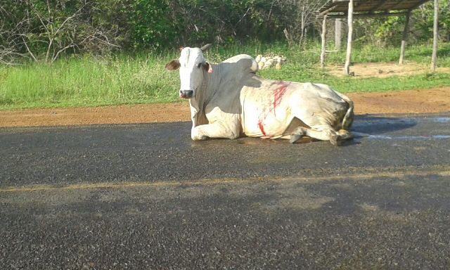 Colisão entre animal e veículo (Crédito: Reprodução)