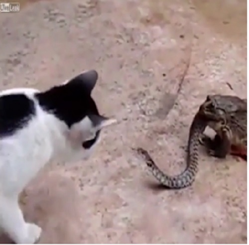 Gato e cobra travam "batalha" enquanto sapo come réptil ainda vivo