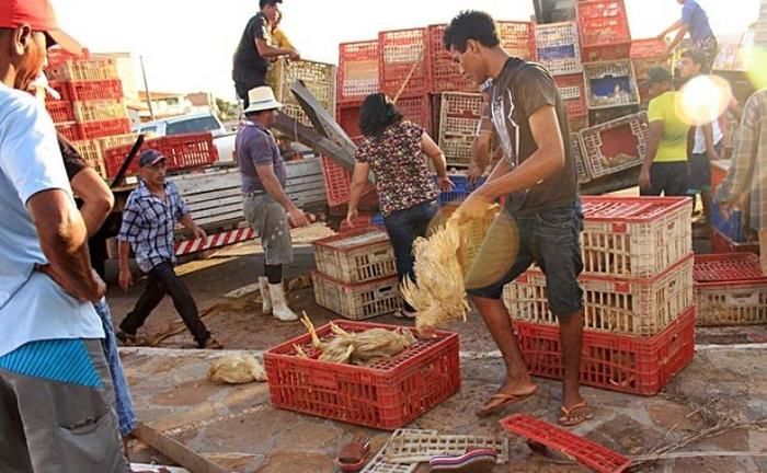 Caminhão tomba e carga de frango se espalha na BR-343 (Crédito: Reprodução)