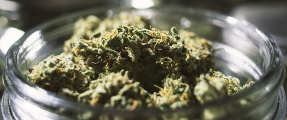 Maconha (Crédito: Reprodução)