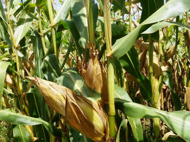 AGROBARRAS se prepara para colheita de milho, soja e sorgo