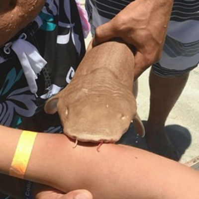 Tubarão ataca banhista e permanece agarrado ao seu braço