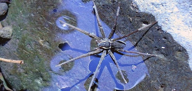 Conheça a nova espécie de aranha que consegue nadar e pescar