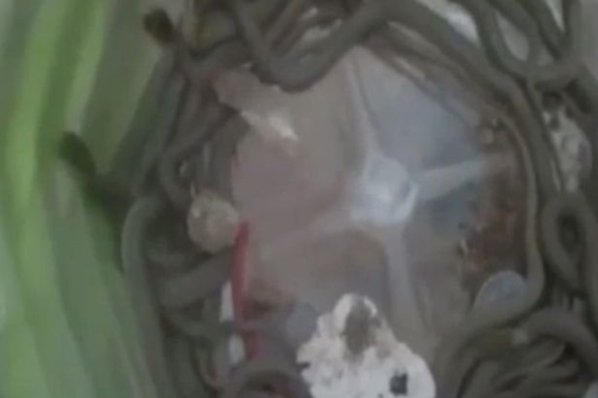 Mais de 150 cobras foram encontradas na casa do aposentado