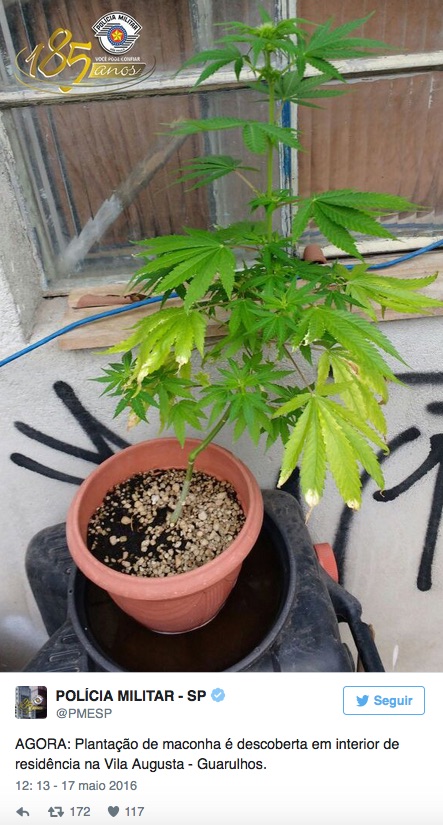 Maconha apreendida (Crédito: Reprodução)