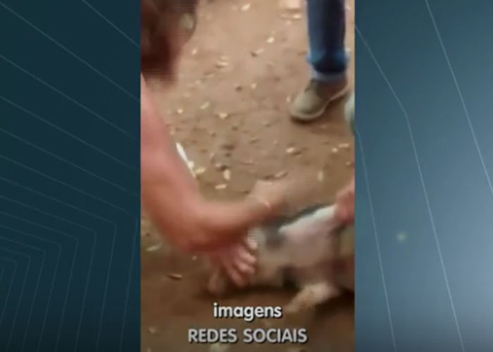 Homem foi preso após matar porco (Crédito: Divulgação)