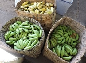 Pref. de União prioriza Agricultura Familiar na merenda escolar