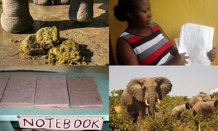 Papel de fezes de elefante (Crédito: Reprodução)