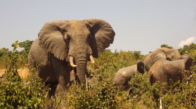 Papel de fezes de elefante (Crédito: Reprodução)