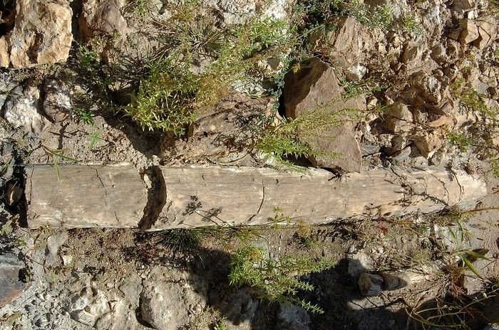 Floresta fóssil de Teresina: troncos com 250 milhões e anos