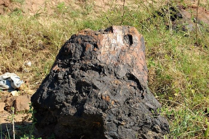 Tronco petrificado da Floresta Fóssil de Teresina: posição vertical é uma raridade em todo o mundo