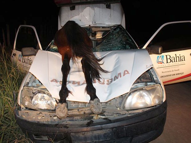 Cavalo entrou por para-brisa de carro em acidente (Crédito: Sessé Guimmas/MedeirosDiaDia)