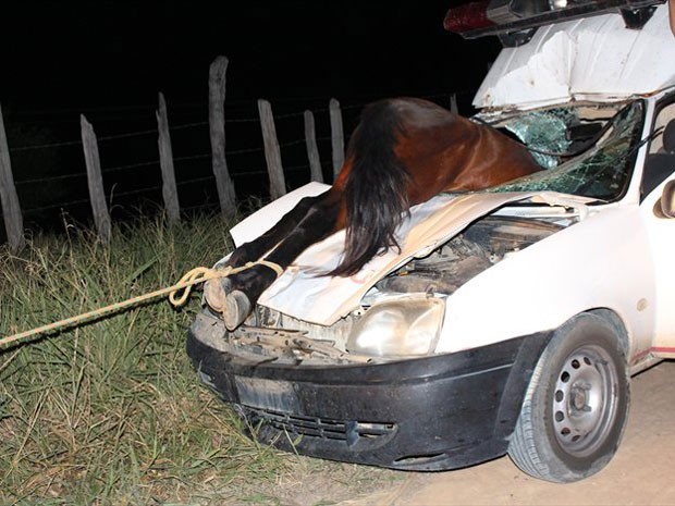 Cavalo entrou por para-brisa de carro em acidente (Crédito: Sessé Guimmas/MedeirosDiaDia)