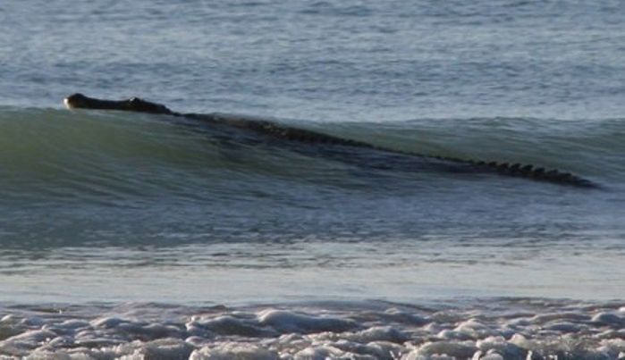 Crocodilo no mar (Crédito: Reprodução)