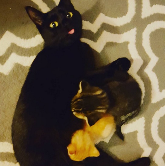 Gatinhos do policial (Crédito: Reprodução)