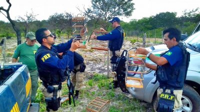 Presas 44 pessoas e apreendidos mais de 80 animais em Operação (Crédito: PRF)