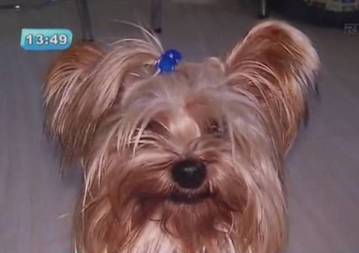 Cão foi morto com um chute (Crédito: Reprodução)