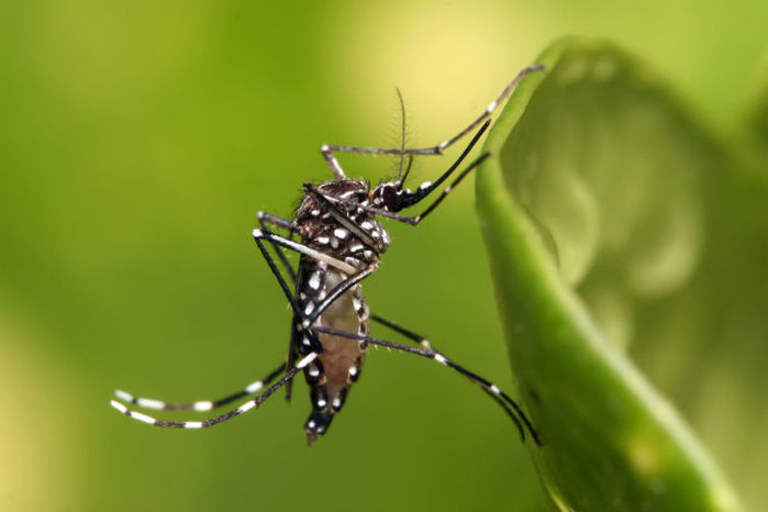 Aedes aegypti (Crédito: Reprodução)