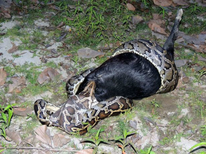 Cobra tenta engolir cabra e fica engasgada