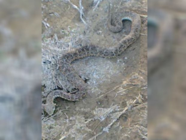 Cobra encontrada congelada (Crédito: Eduardo Meira/4Notícias)