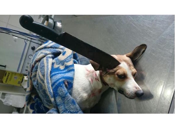 Cachorro com facão cravado na cabeça (Crédito: Reprodução)