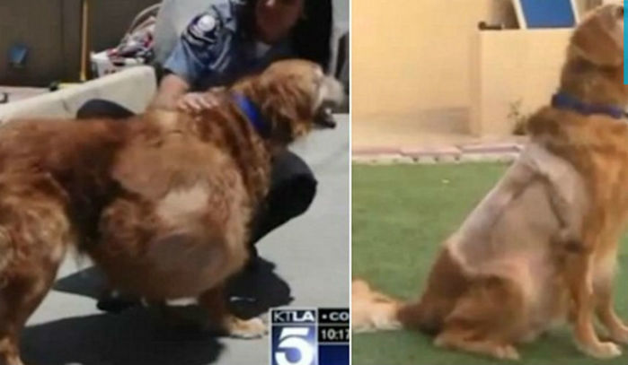 Cão tinha um tumor de 20 quilos