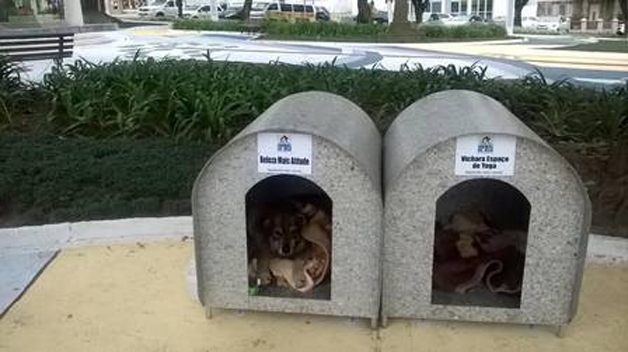 Projeto criado para abrigar câes de rua (Crédito: Reprodução)