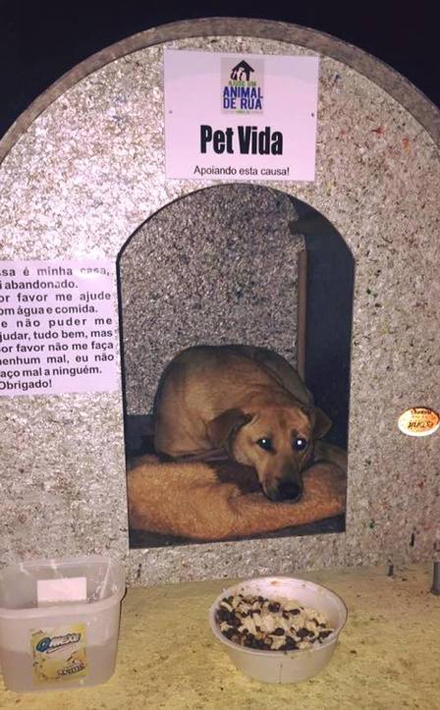 Projeto criado para abrigar câes de rua (Crédito: Reprodução)