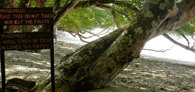 Conheça a “arbol de la muerte”, a árvore da morte