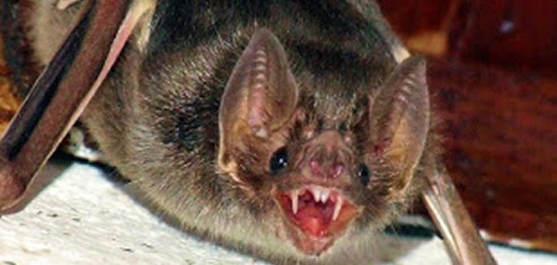 Conheça 8 animais que bebem sangue para sobreviver