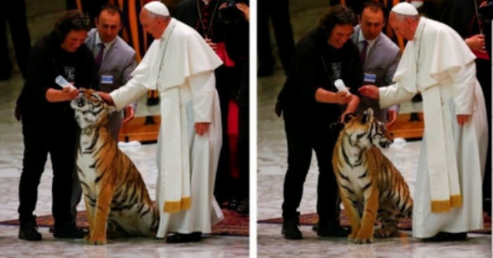 Papa acaricia Trigre e se assusta