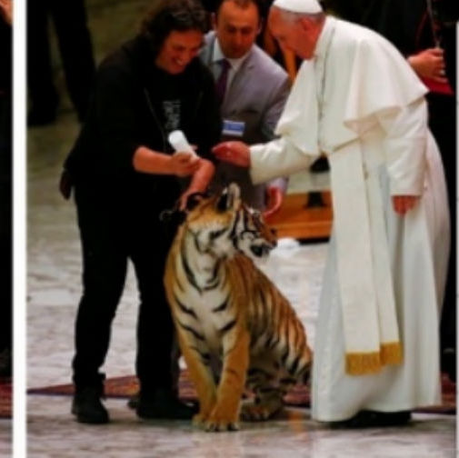 Papa Francisco tenta acariciar tigre no Vaticano e leva um susto